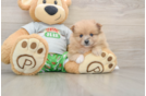 Pomeranian Puppy for Adoption