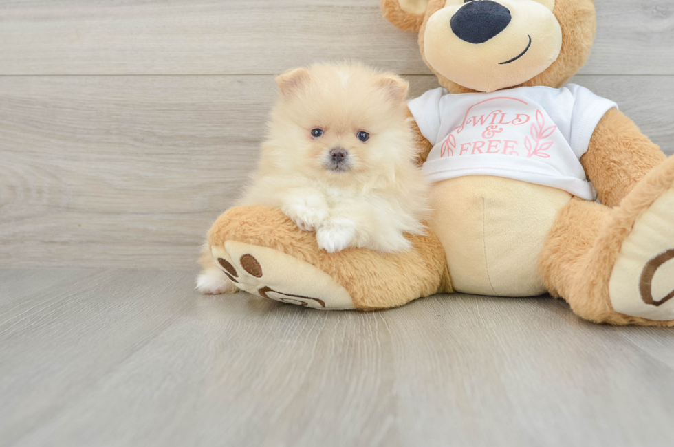 6 week old Pomeranian Puppy For Sale - Fairfield Furbabies