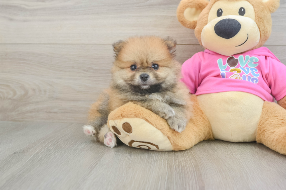 7 week old Pomeranian Puppy For Sale - Fairfield Furbabies