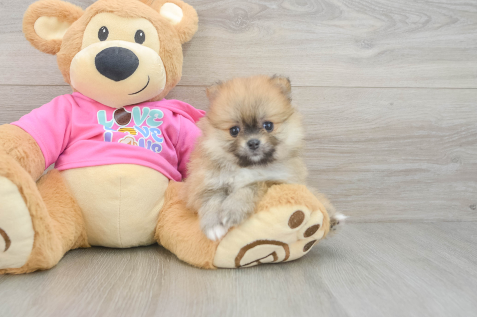 7 week old Pomeranian Puppy For Sale - Fairfield Furbabies