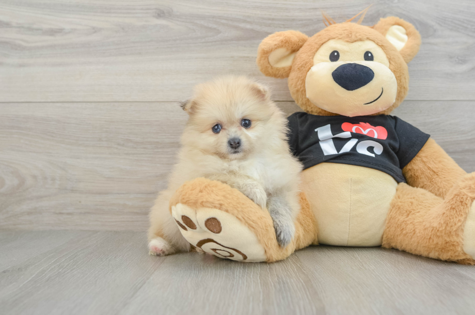 7 week old Pomeranian Puppy For Sale - Fairfield Furbabies