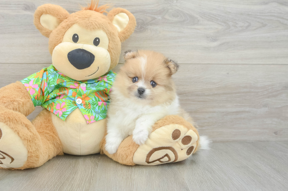6 week old Pomeranian Puppy For Sale - Fairfield Furbabies