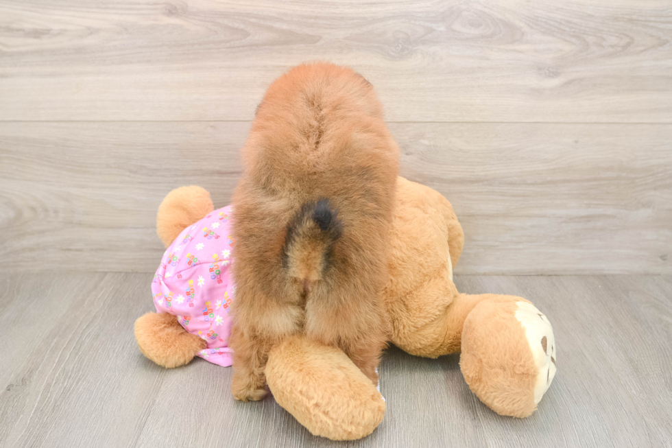 Hypoallergenic Pomeranian Purebred Pup