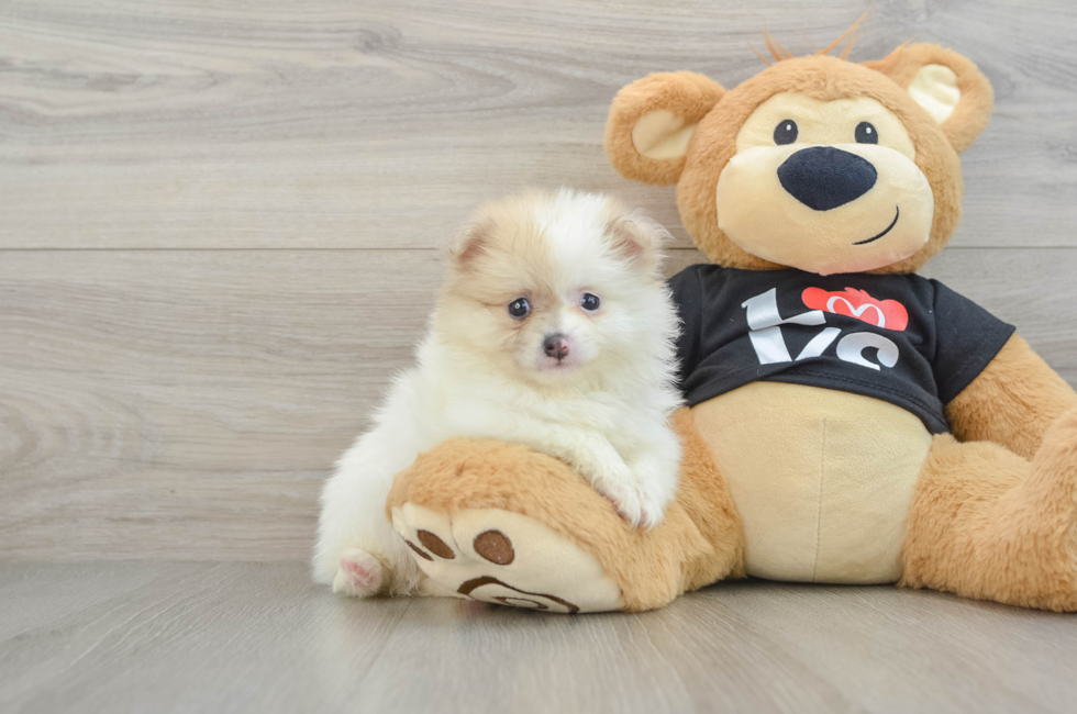 7 week old Pomeranian Puppy For Sale - Fairfield Furbabies