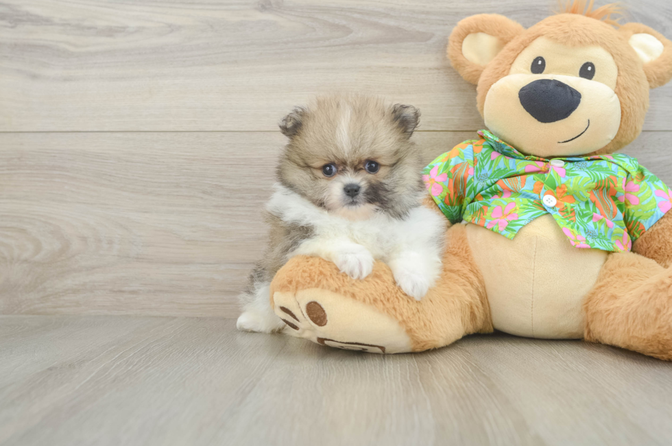6 week old Pomeranian Puppy For Sale - Fairfield Furbabies