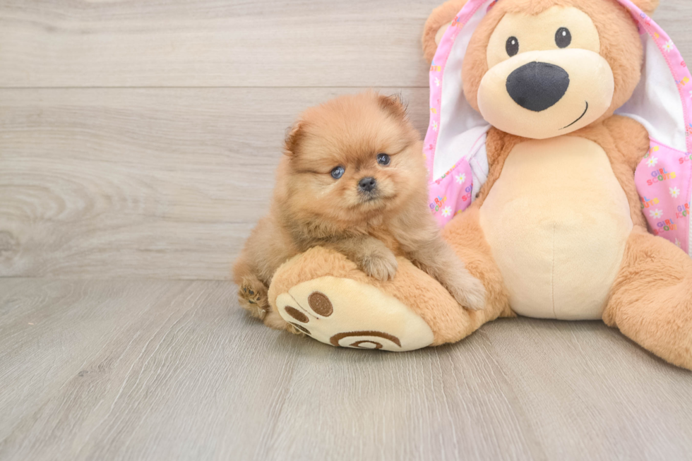 Small Pomeranian Purebred Pup
