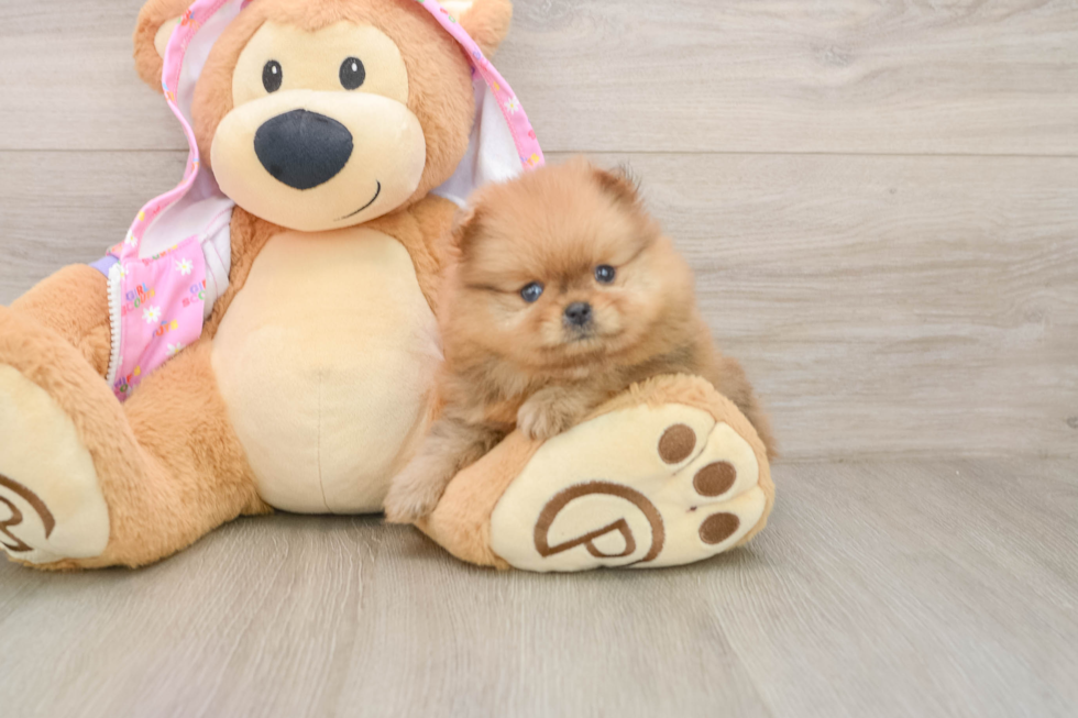 Pomeranian Puppy for Adoption