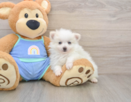 9 week old Pomeranian Puppy For Sale - Fairfield Furbabies