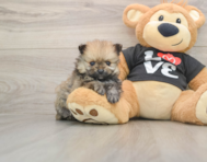 8 week old Pomeranian Puppy For Sale - Fairfield Furbabies