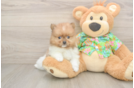 Friendly Pomeranian Baby