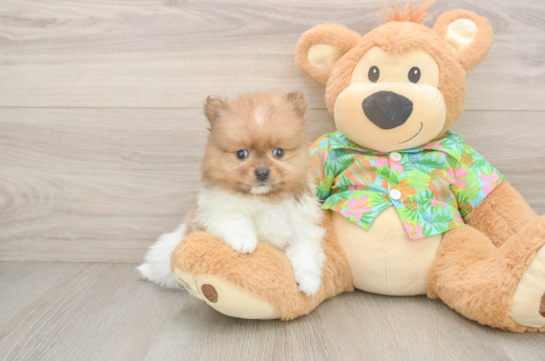 Friendly Pomeranian Baby