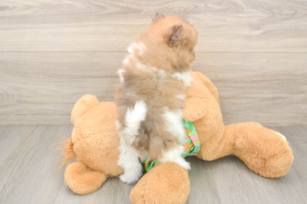 Pomeranian Pup Being Cute