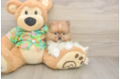 Pomeranian Pup Being Cute