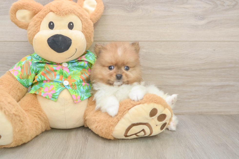 Pomeranian Pup Being Cute