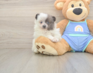 6 week old Pomeranian Puppy For Sale - Fairfield Furbabies