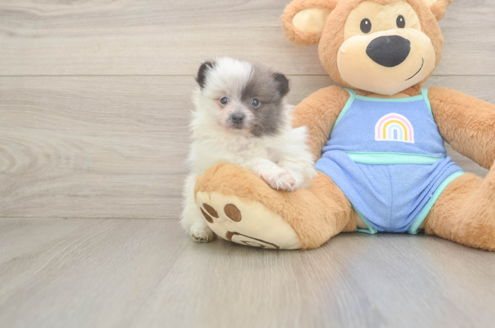 6 week old Pomeranian Puppy For Sale - Fairfield Furbabies