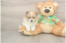 Akc Registered Pomeranian Purebred Pup