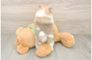 Best Pomeranian Baby