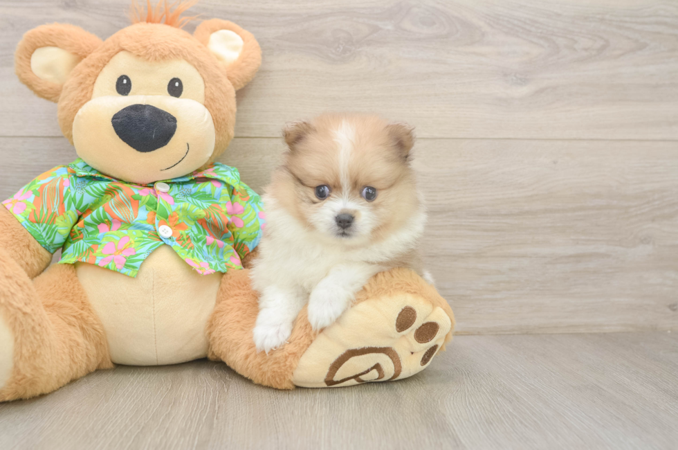 5 week old Pomeranian Puppy For Sale - Fairfield Furbabies