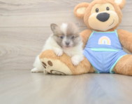6 week old Pomeranian Puppy For Sale - Fairfield Furbabies
