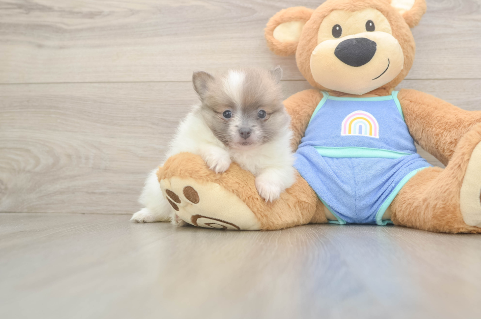 6 week old Pomeranian Puppy For Sale - Fairfield Furbabies