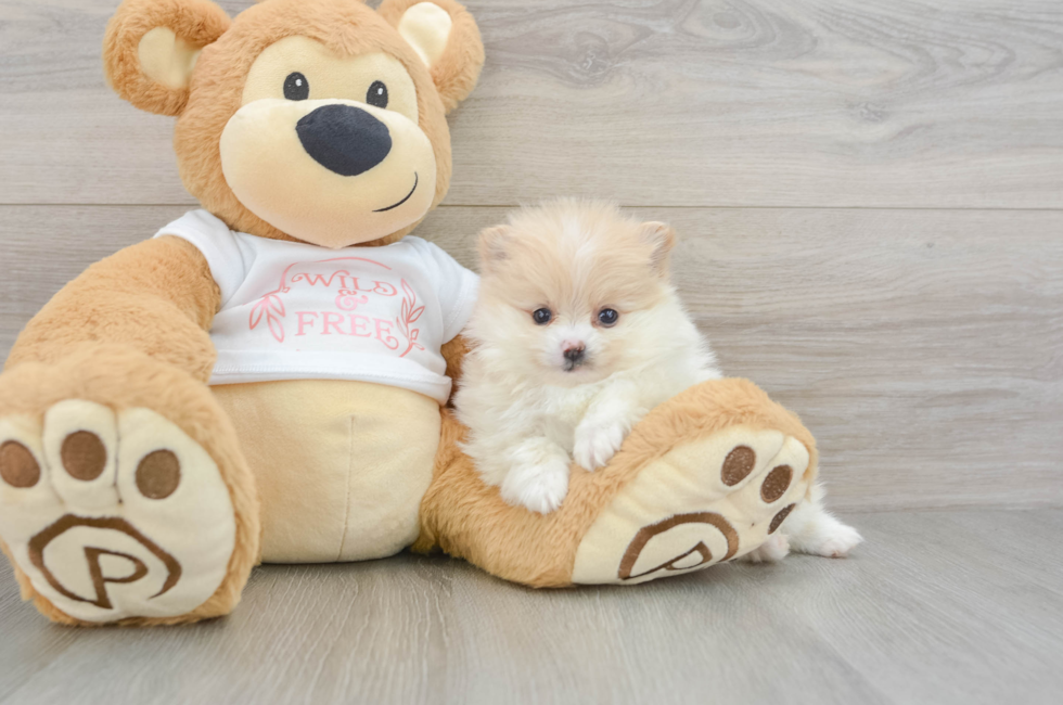 7 week old Pomeranian Puppy For Sale - Fairfield Furbabies