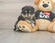 6 week old Pomeranian Puppy For Sale - Fairfield Furbabies