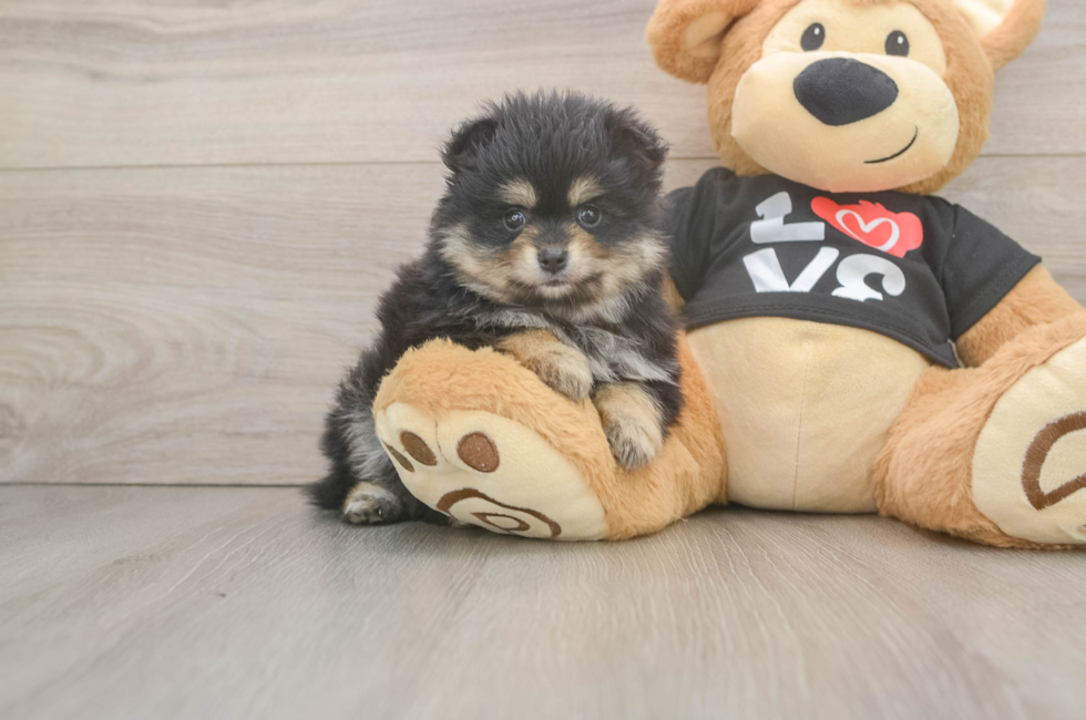 5 week old Pomeranian Puppy For Sale - Fairfield Furbabies
