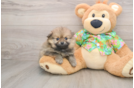 Hypoallergenic Pomeranian Baby