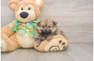 Popular Pomeranian Baby