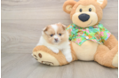 Best Pomeranian Baby