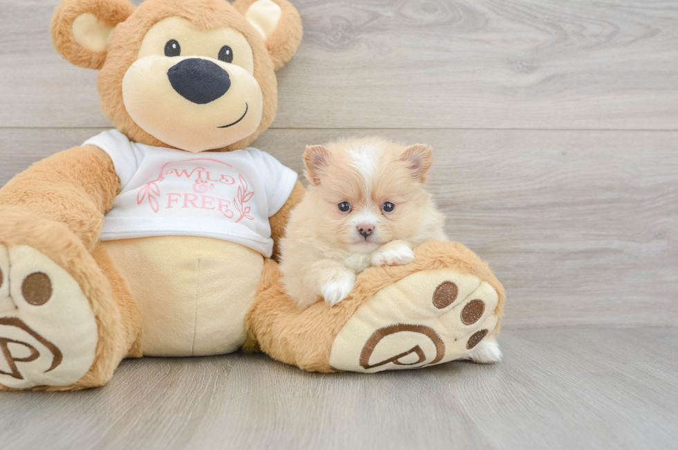 7 week old Pomeranian Puppy For Sale - Fairfield Furbabies