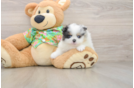 Pomeranian Pup Being Cute