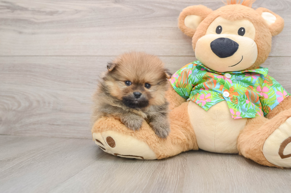 Popular Pomeranian Baby
