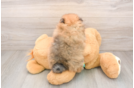 Best Pomeranian Baby