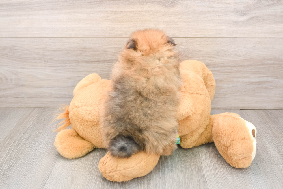 Best Pomeranian Baby