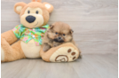 Akc Registered Pomeranian Purebred Pup