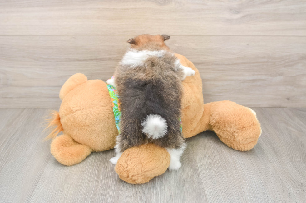 Pomeranian Puppy for Adoption