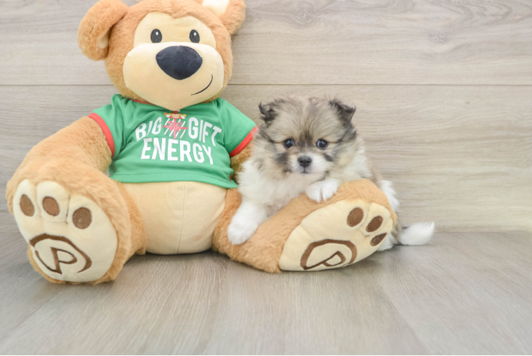 Popular Pomeranian Baby