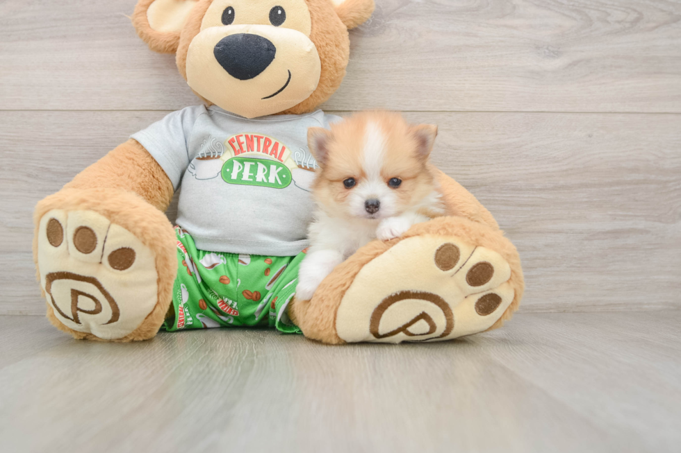 Popular Pomeranian Baby