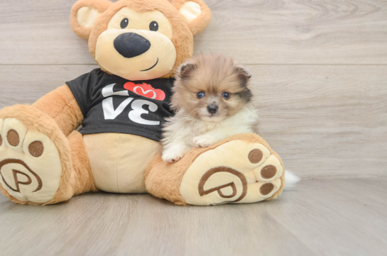 Cute Pom Purebred Puppy