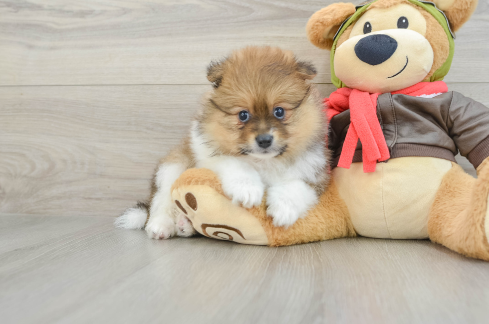 7 week old Pomeranian Puppy For Sale - Fairfield Furbabies