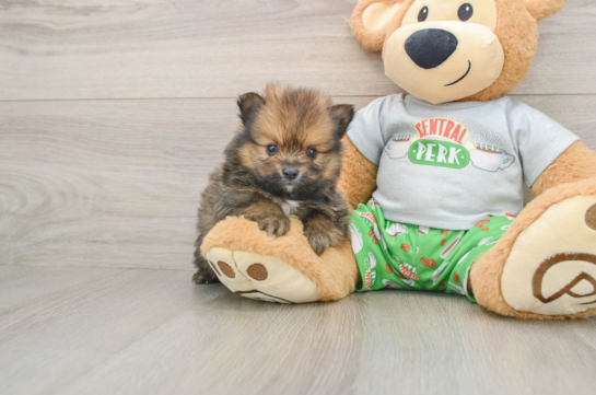 Pomeranian Pup Being Cute