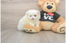 Small Pomeranian Baby