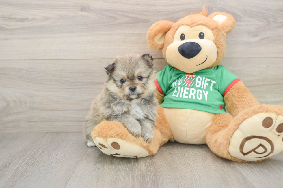 Little Pomeranian Baby