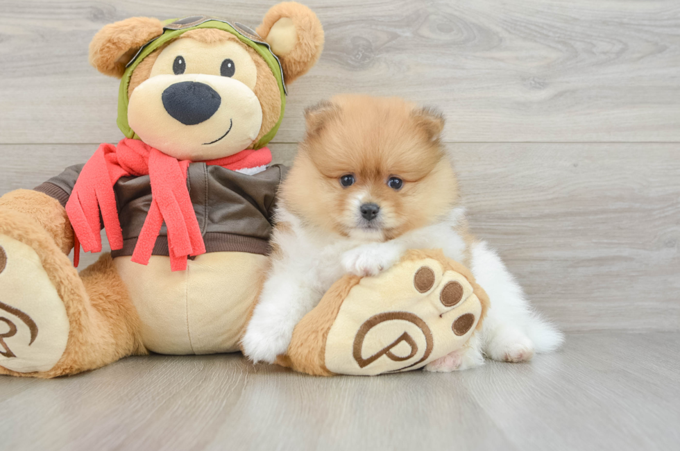 7 week old Pomeranian Puppy For Sale - Fairfield Furbabies