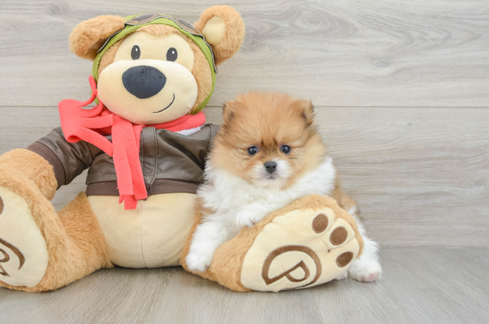 7 week old Pomeranian Puppy For Sale - Fairfield Furbabies