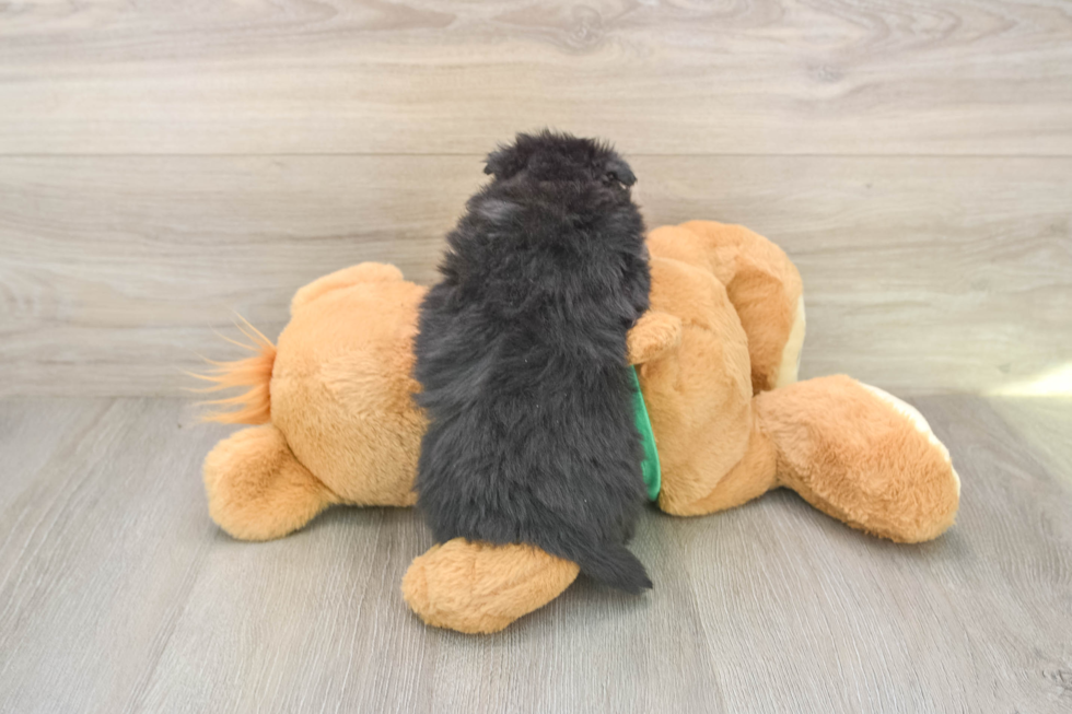 Pomeranian Pup Being Cute