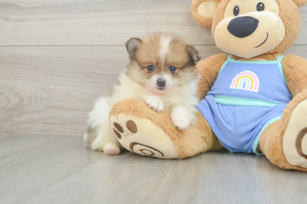 5 week old Pomeranian Puppy For Sale - Fairfield Furbabies
