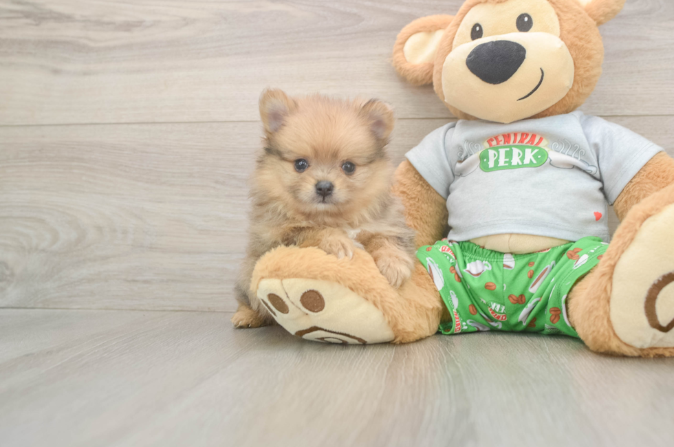 5 week old Pomeranian Puppy For Sale - Fairfield Furbabies